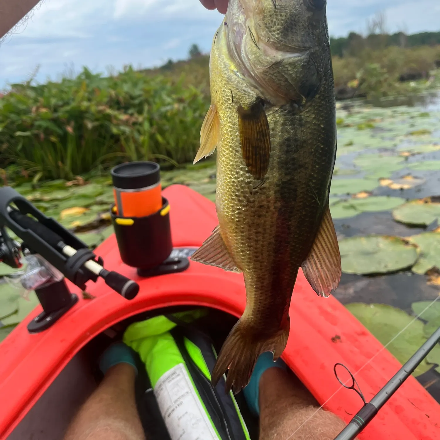 Largemouth bass caught on Fishbrain