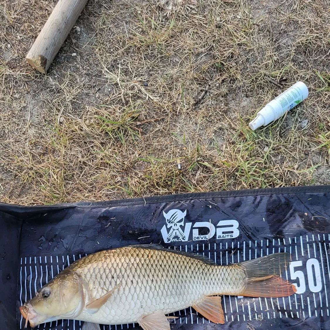 Common carp caught on Fishbrain