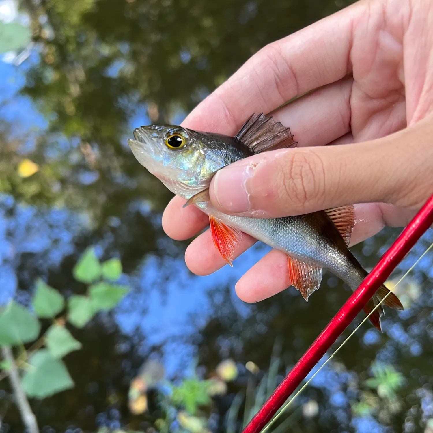 European perch caught on Fishbrain