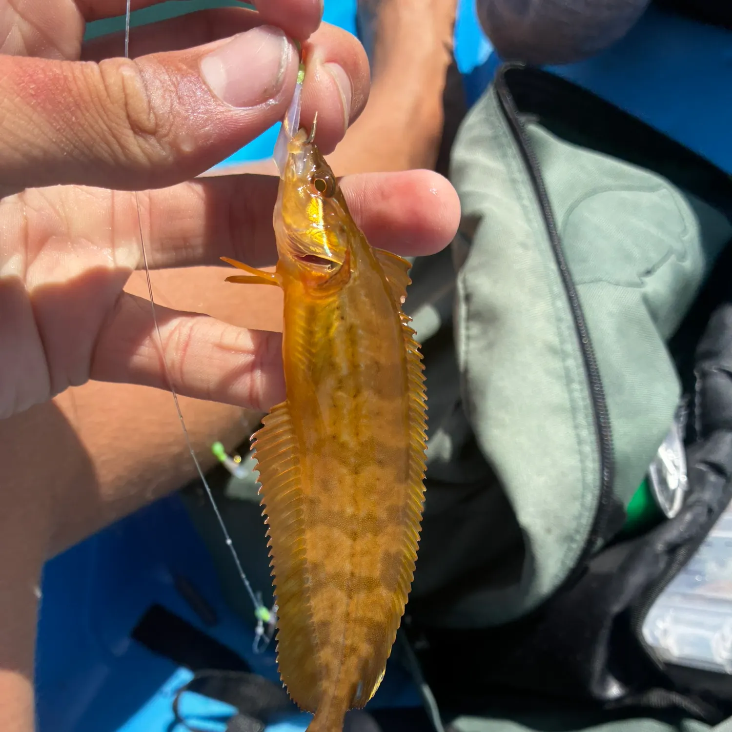 The most recent Giant kelpfish catches on Fishbrain