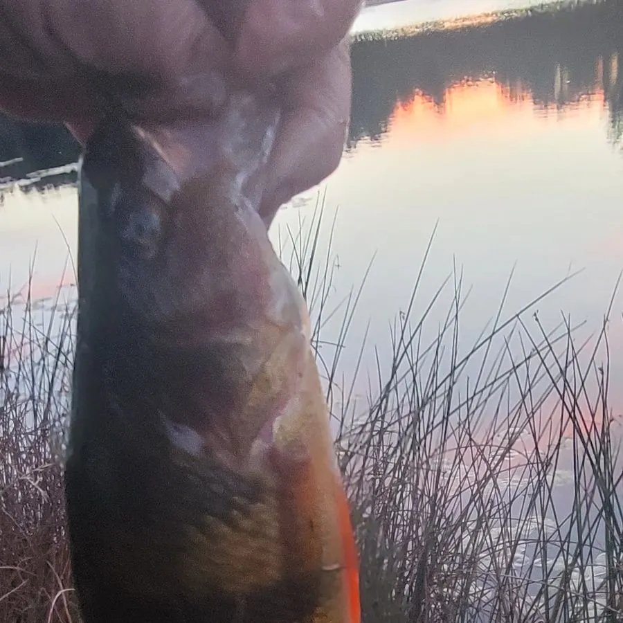Yellow perch caught on Fishbrain