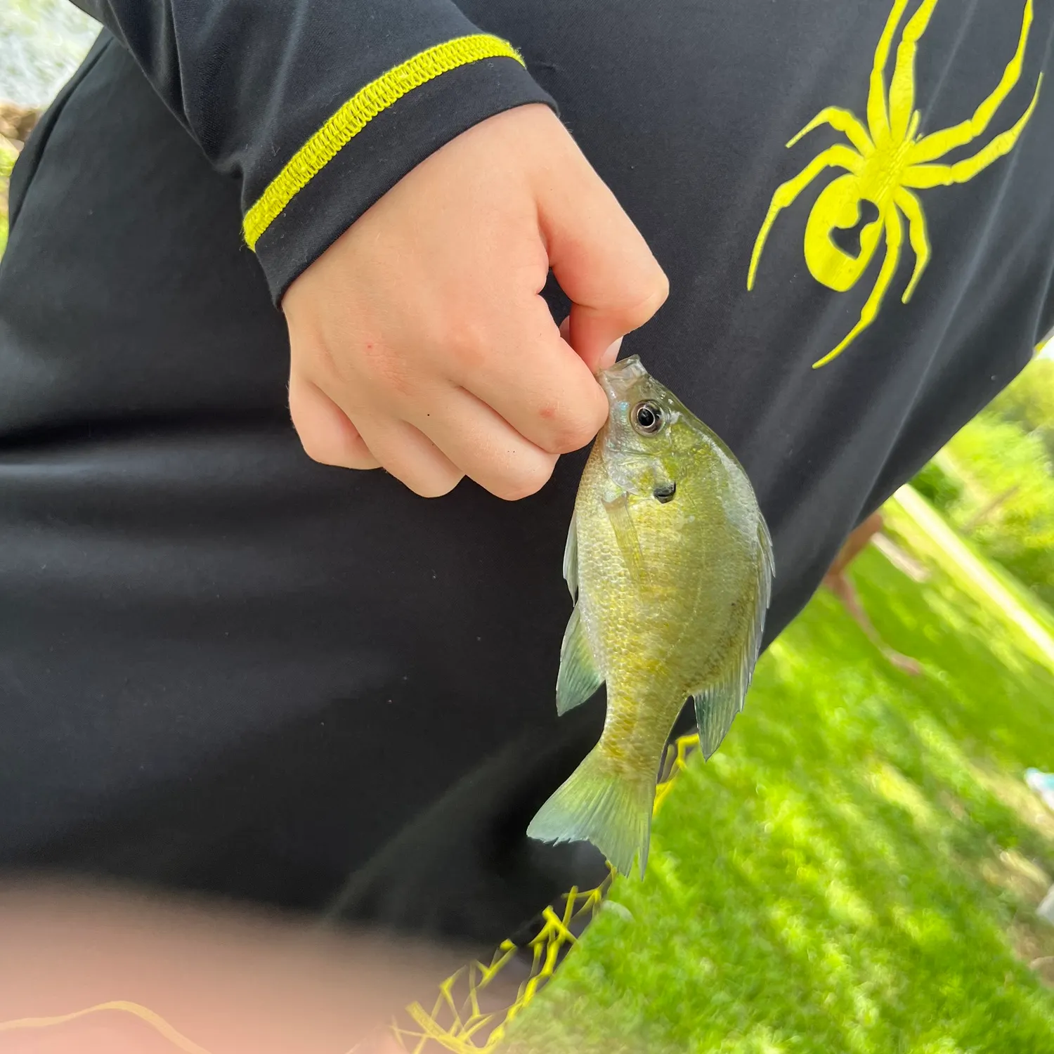 Bluegill caught on Fishbrain