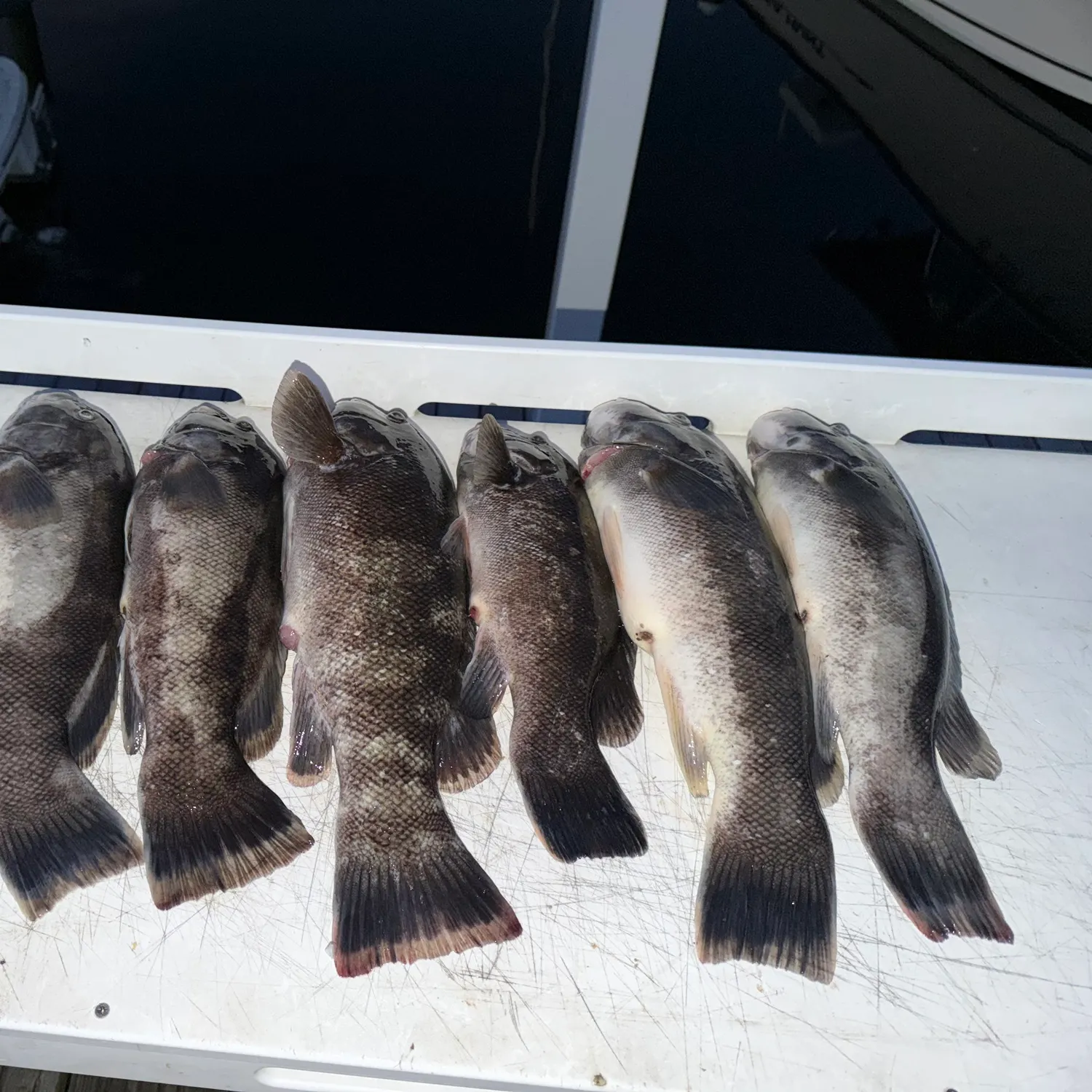 Tautog caught on Fishbrain