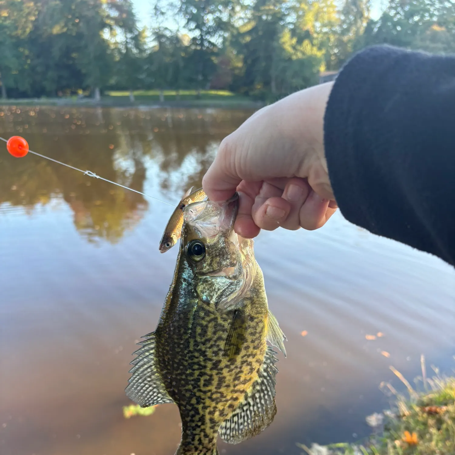 Black crappie caught on Fishbrain