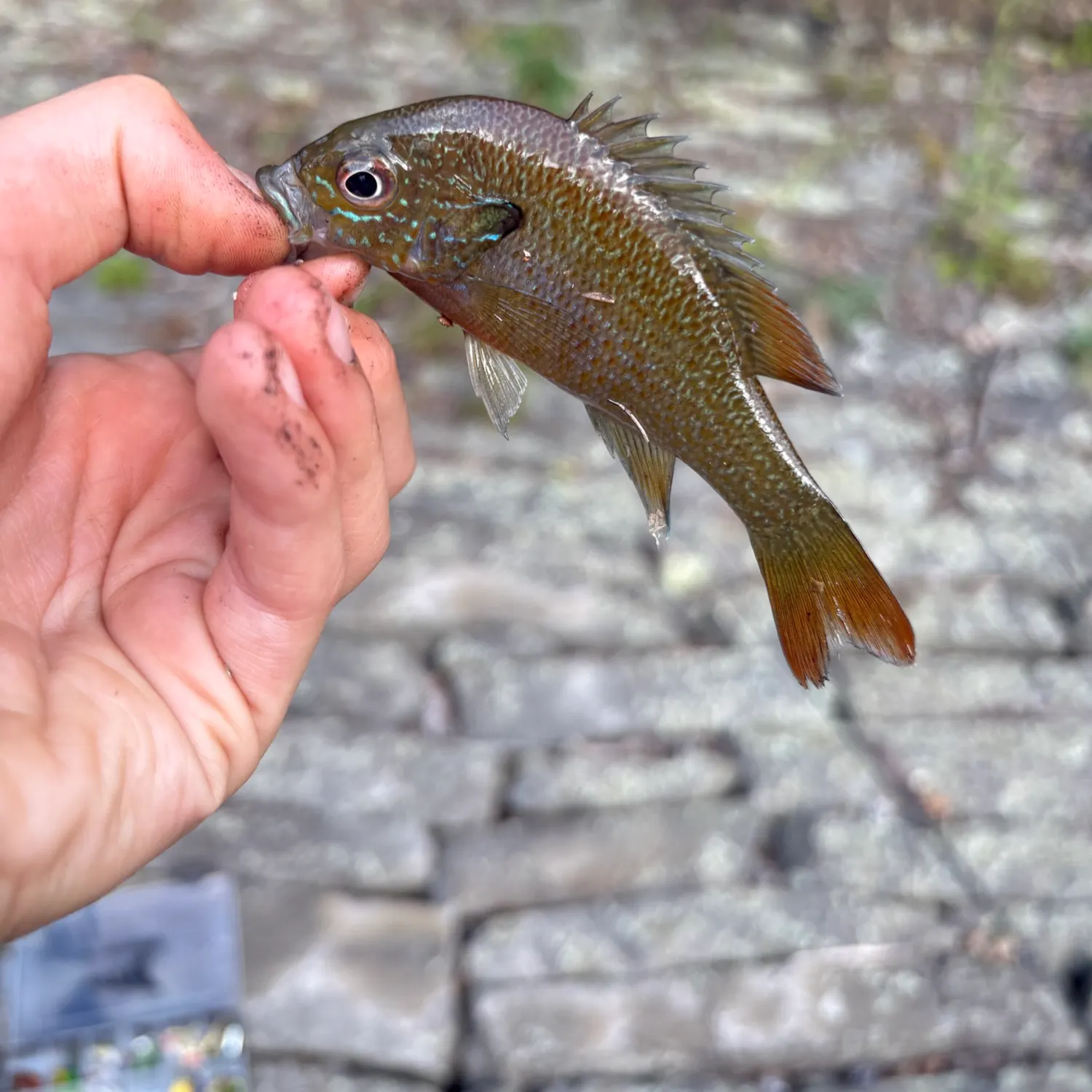 Redbreast sunfish caught on Fishbrain