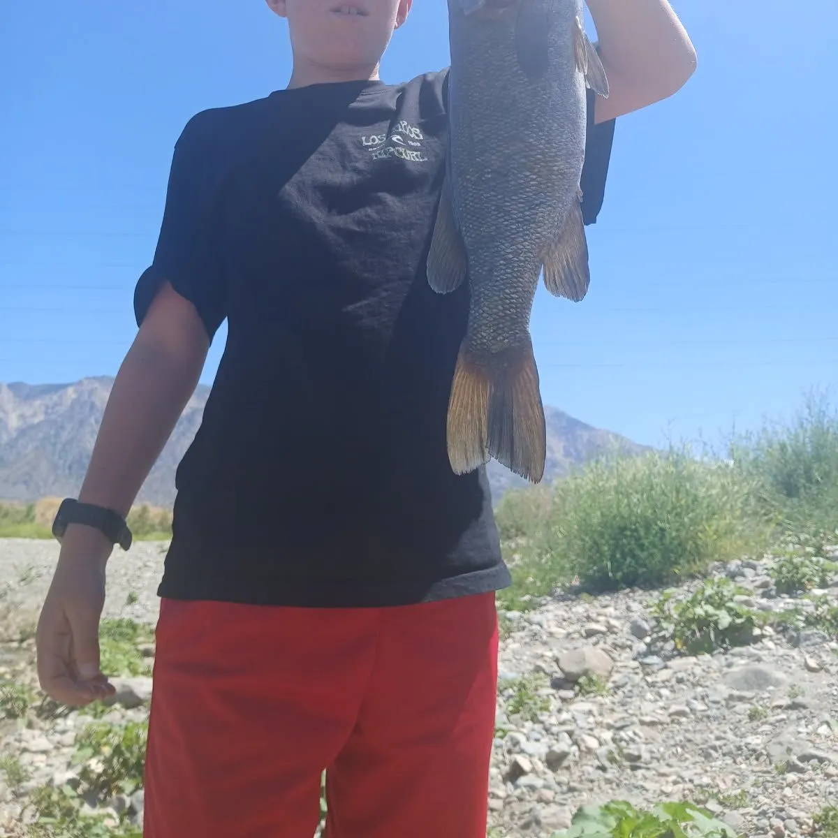 Smallmouth bass caught on Fishbrain
