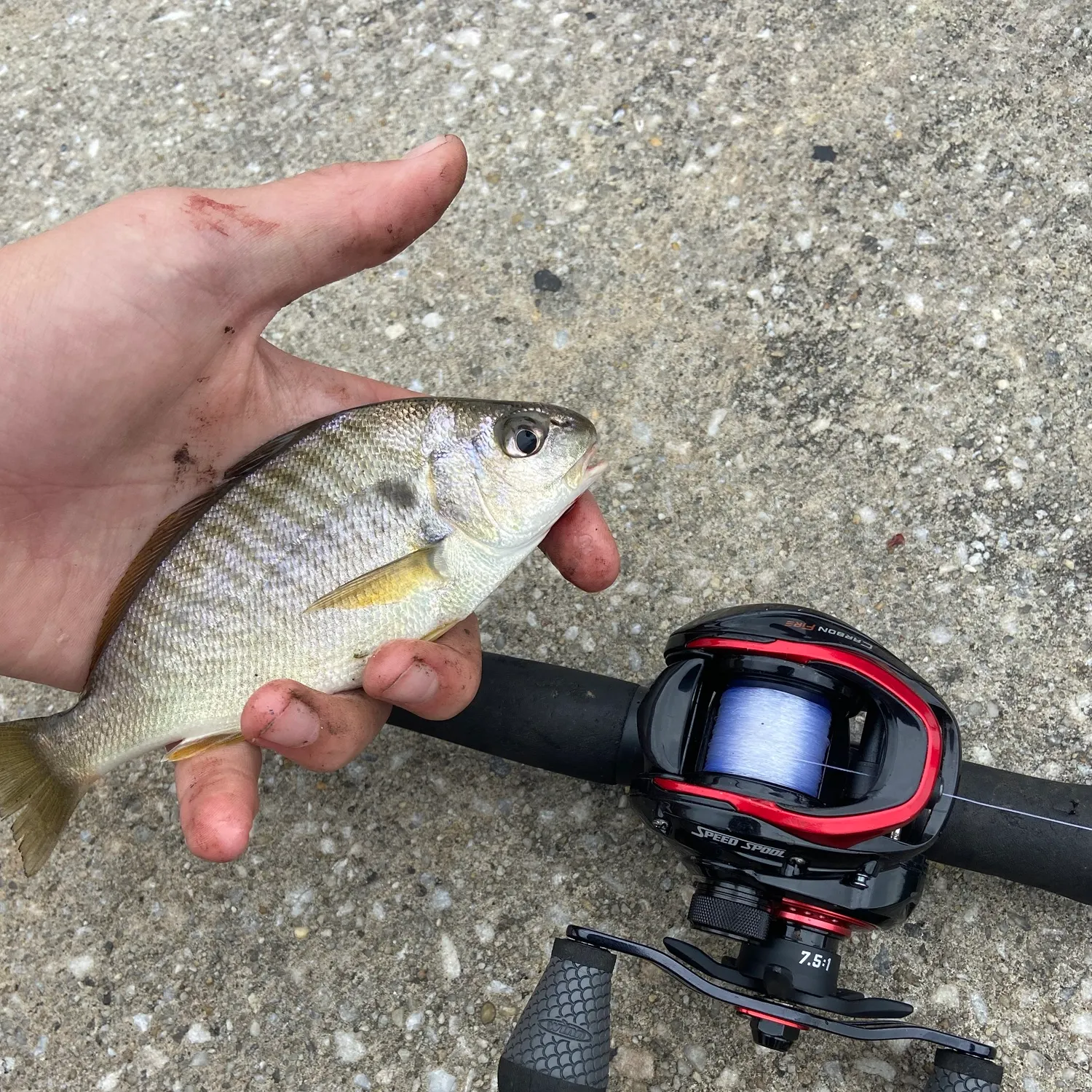 Spot croaker caught on Fishbrain