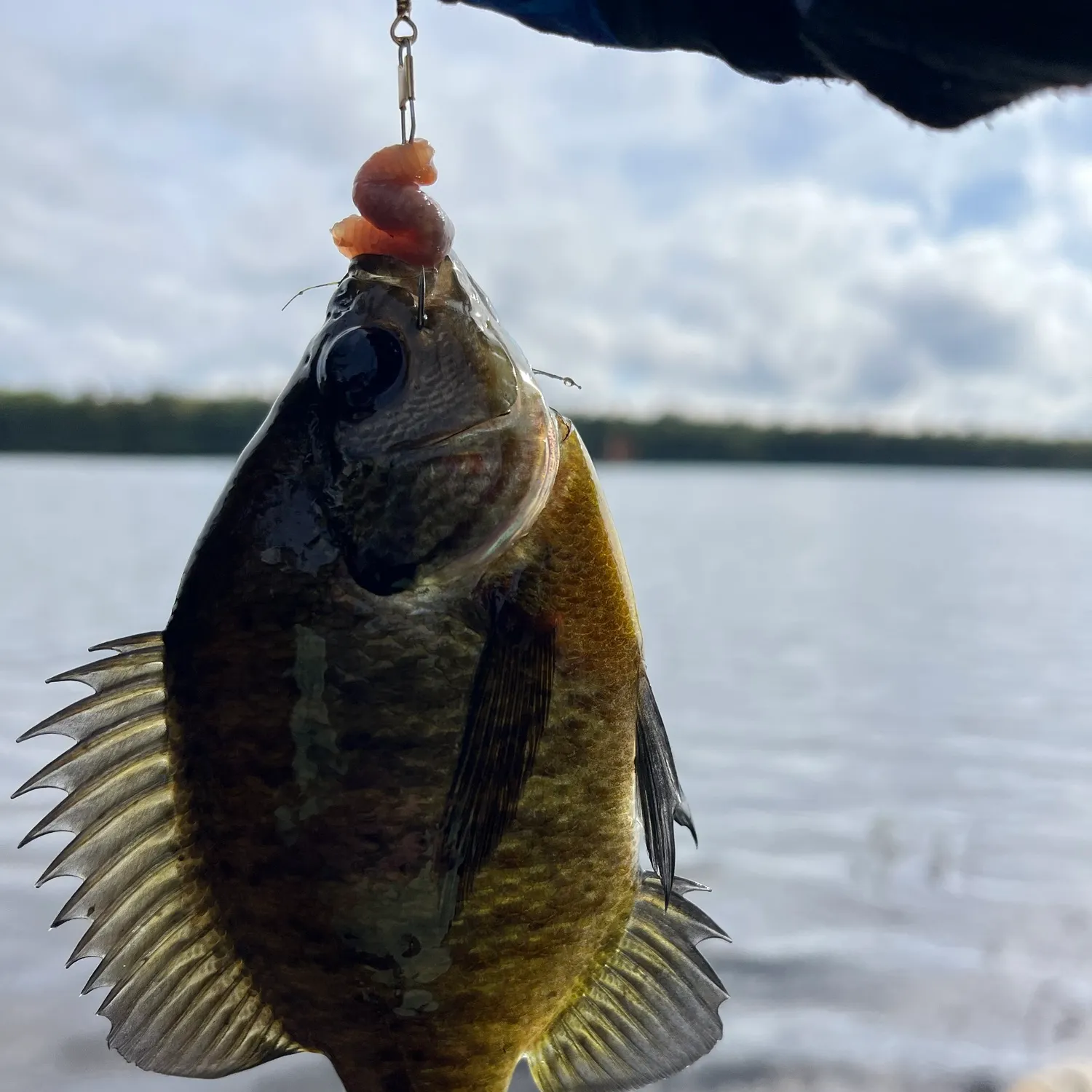 Bluegill caught on Fishbrain