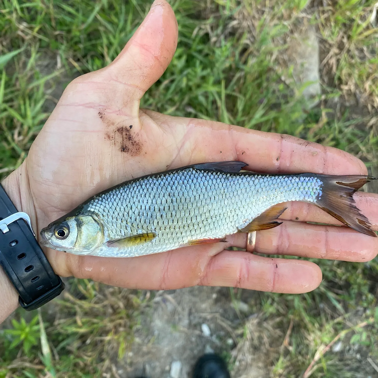 Golden shiner caught on Fishbrain
