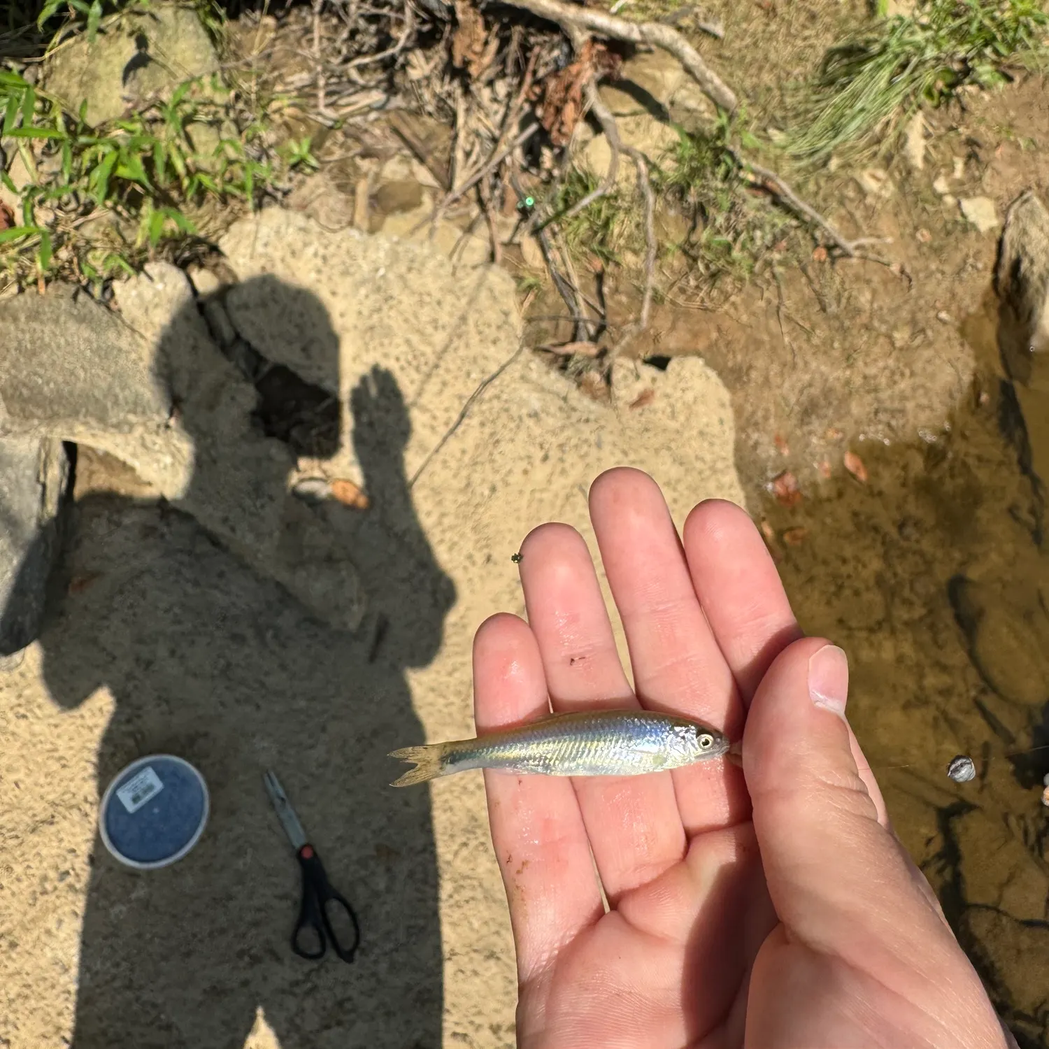 The most recent Spotfin shiner catches on Fishbrain