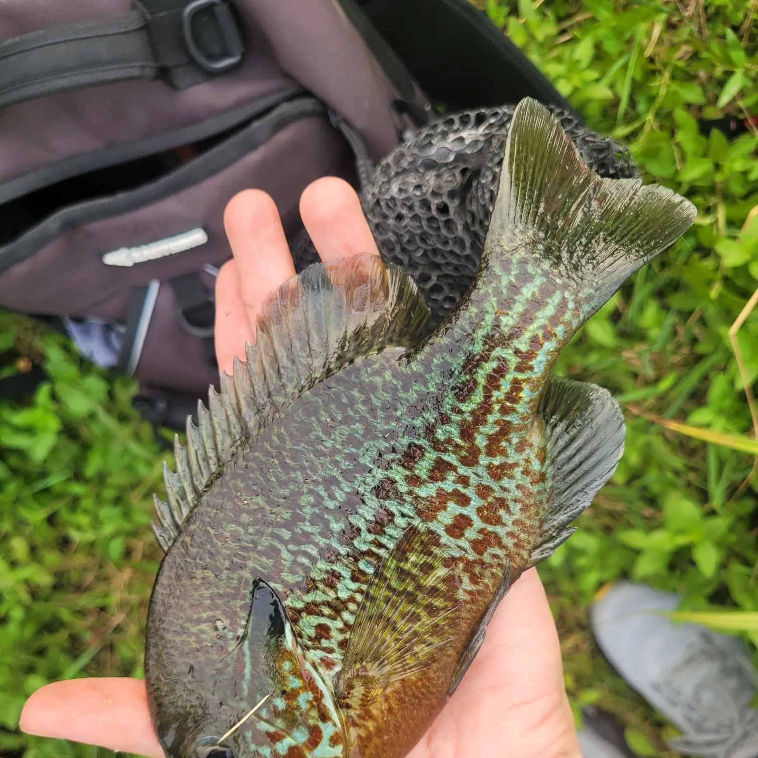 The most recent Pumpkinseed x redbreast sunfish catches on Fishbrain