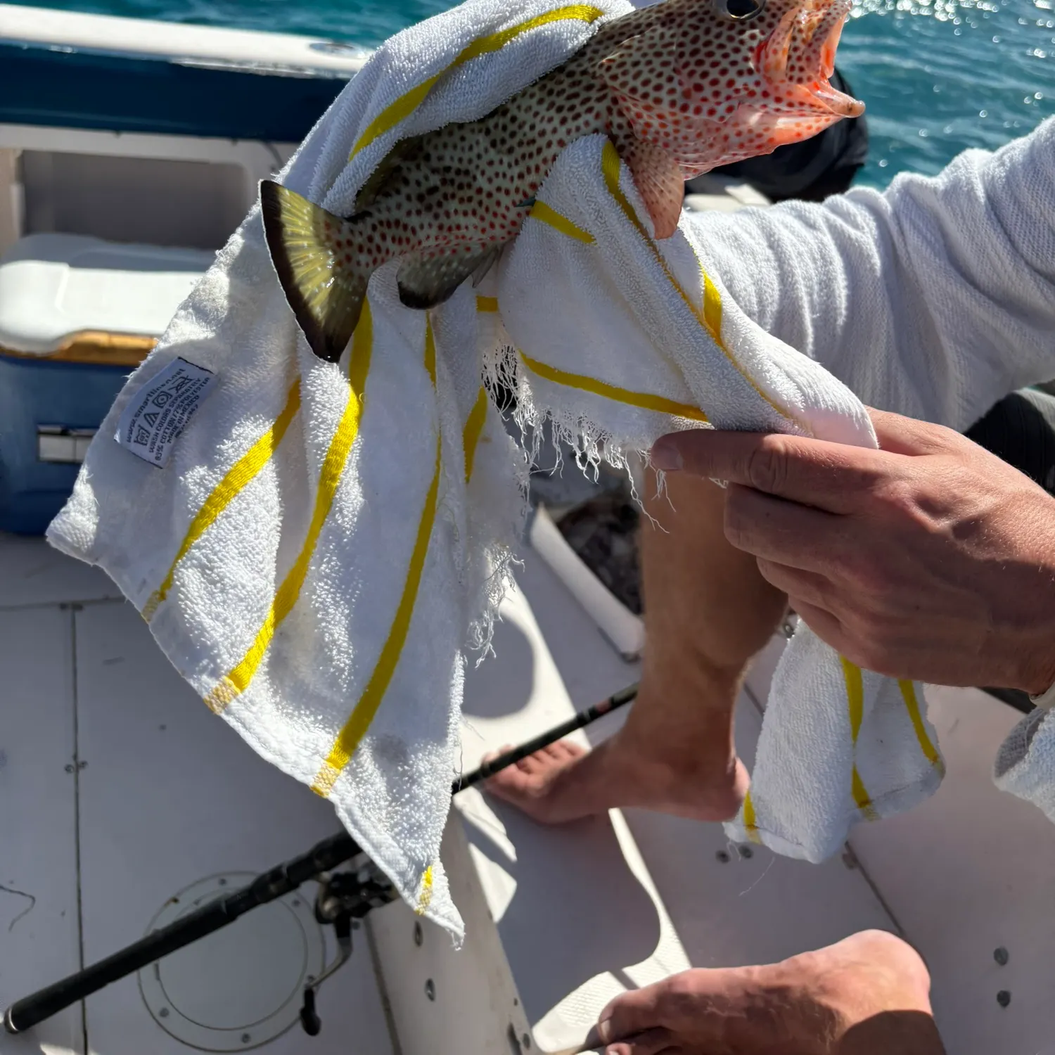 The most recent Strawberry hind catches on Fishbrain