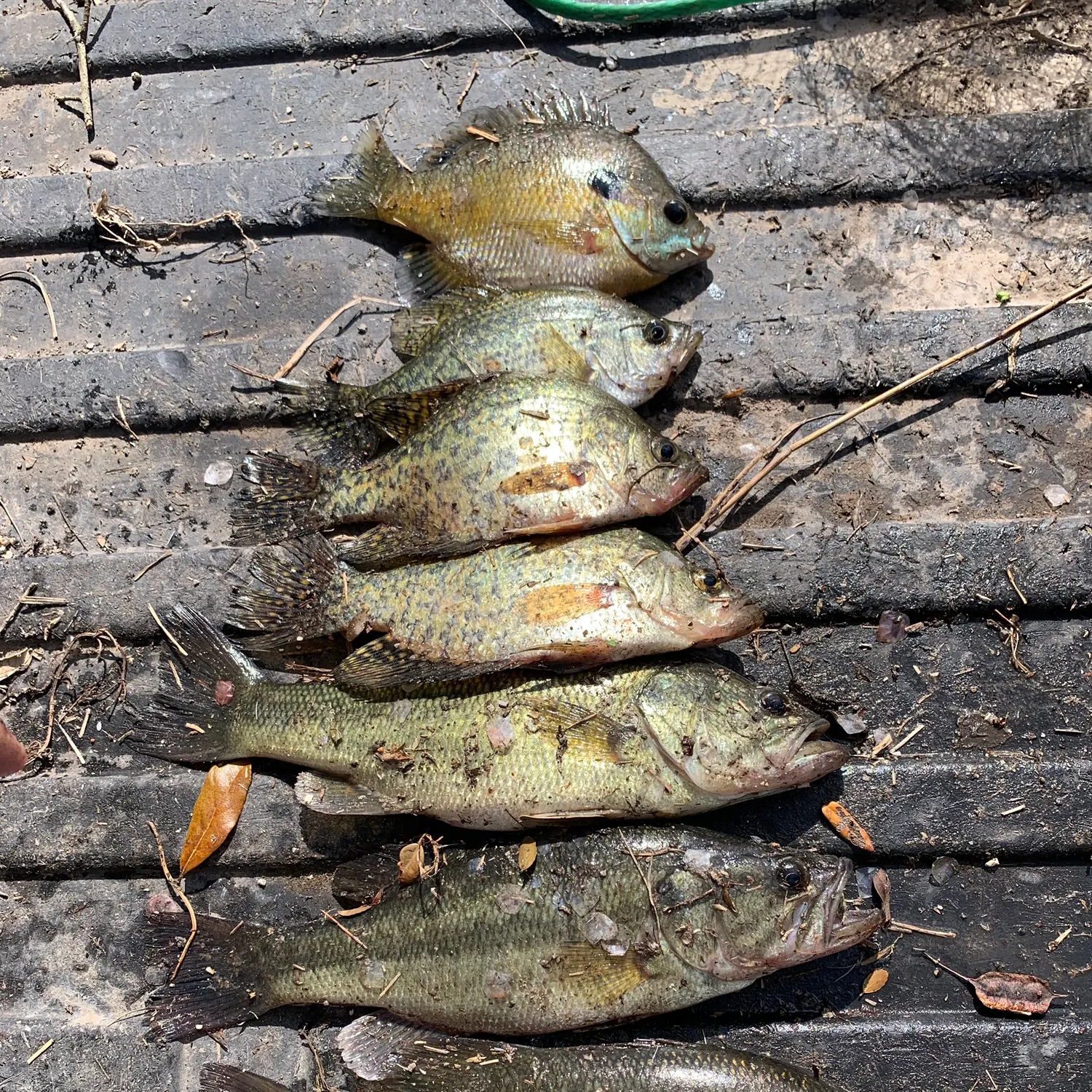 recently logged catches
