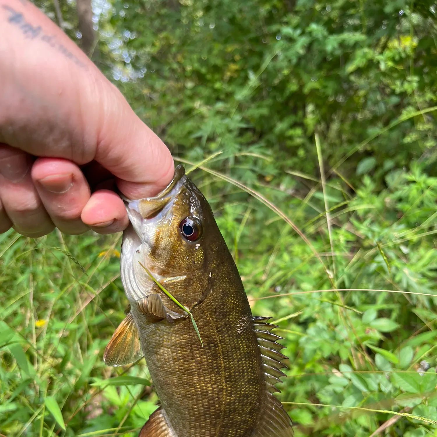 Smallmouth bass caught on Fishbrain