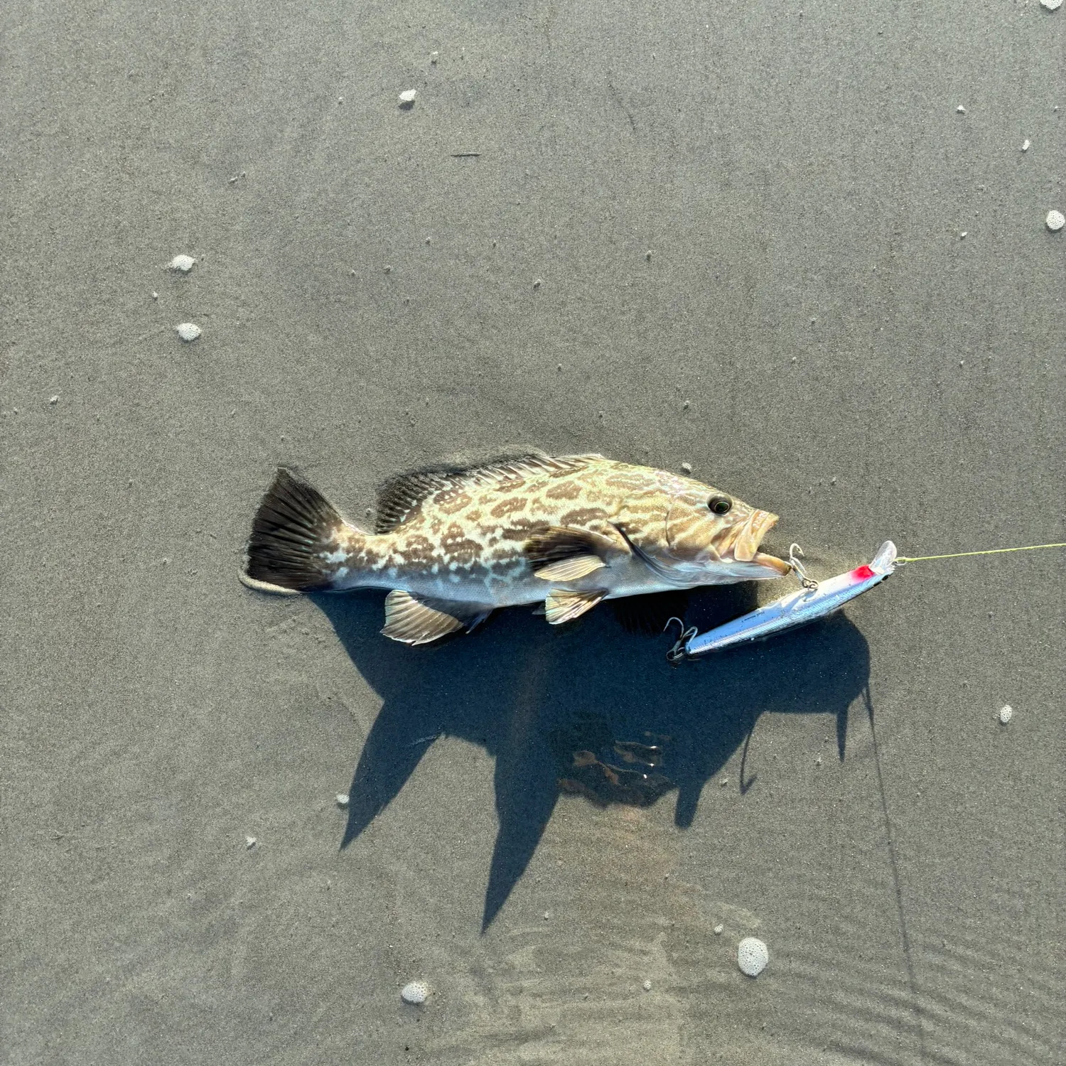 The most recent Broomtail grouper catches on Fishbrain
