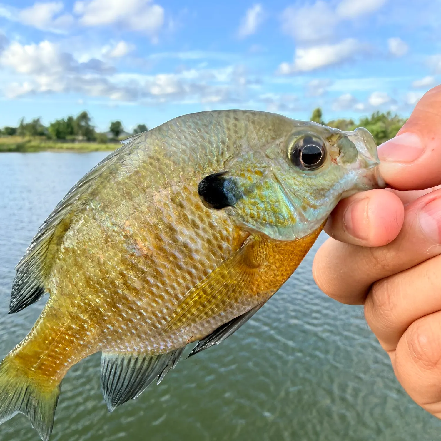 Bluegill caught on Fishbrain