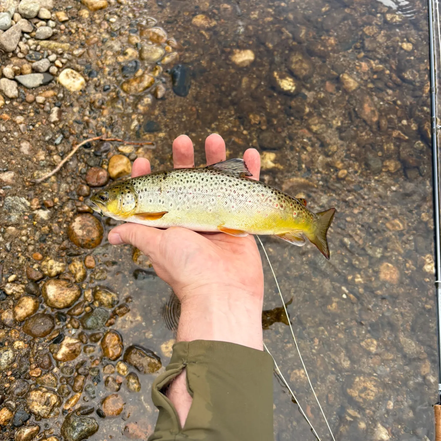 Brown trout caught on Fishbrain