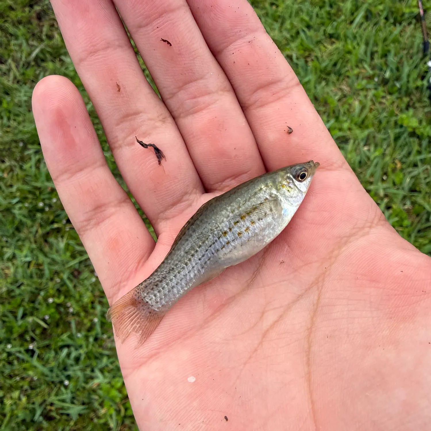 The most recent Mexican molly catches on Fishbrain