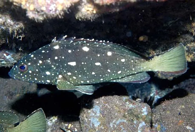 Starry grouper