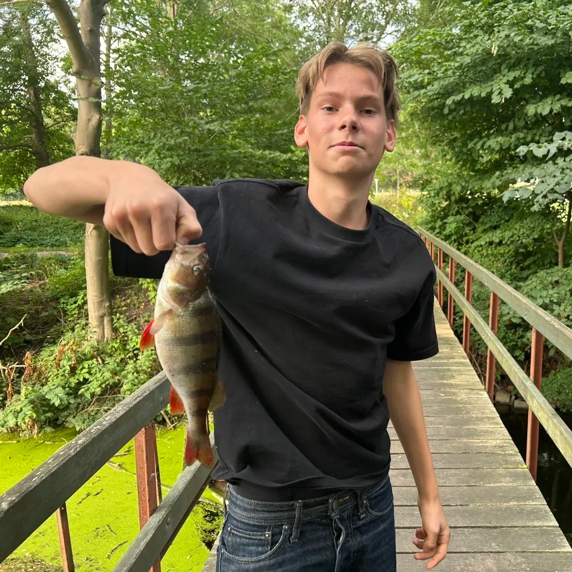European perch caught on Fishbrain