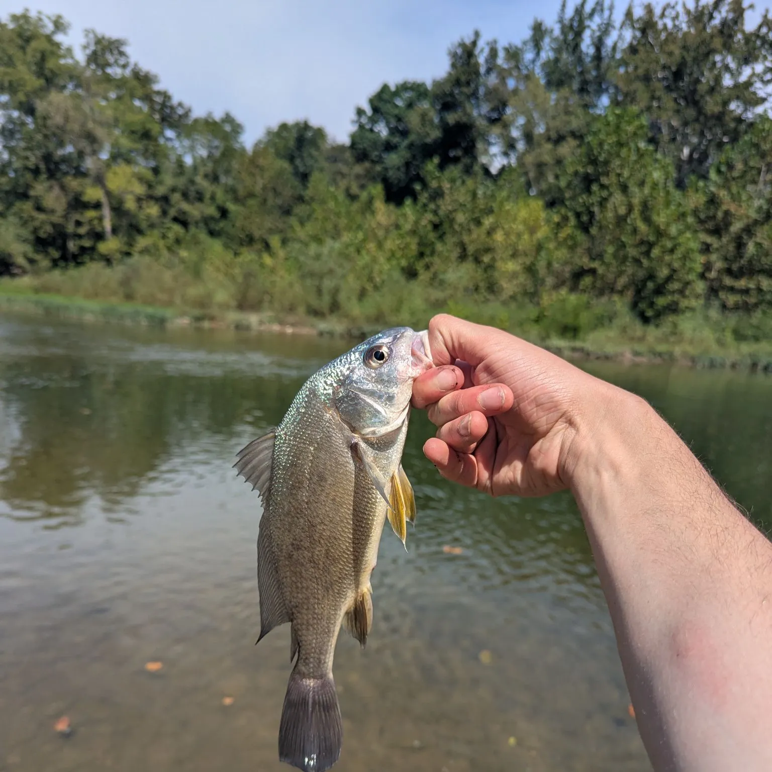 Freshwater drum caught on Fishbrain