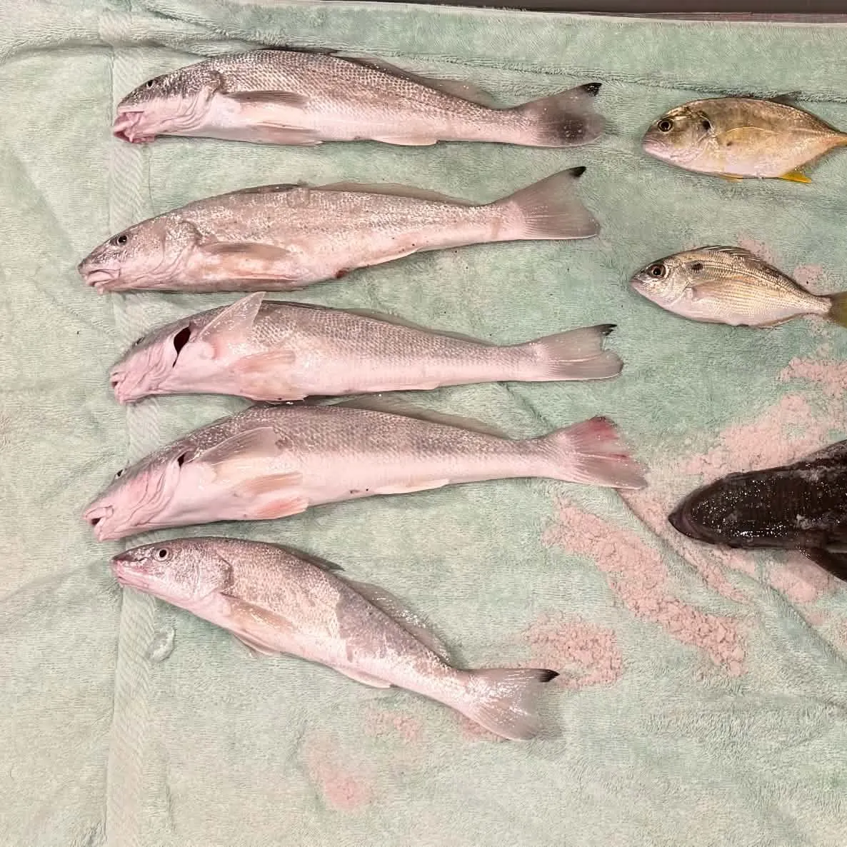 Live sharksucker caught on Fishbrain