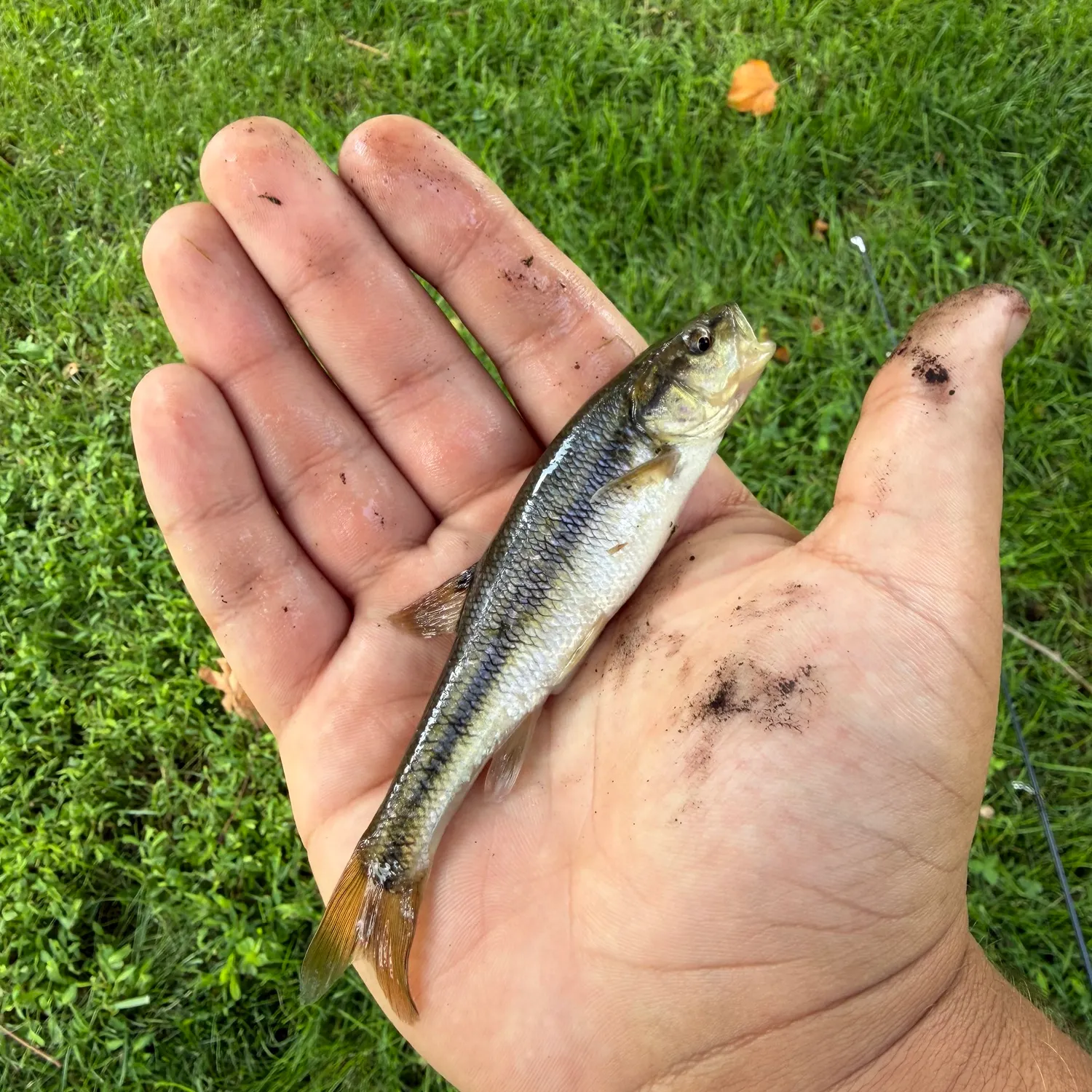 Creek chub caught on Fishbrain