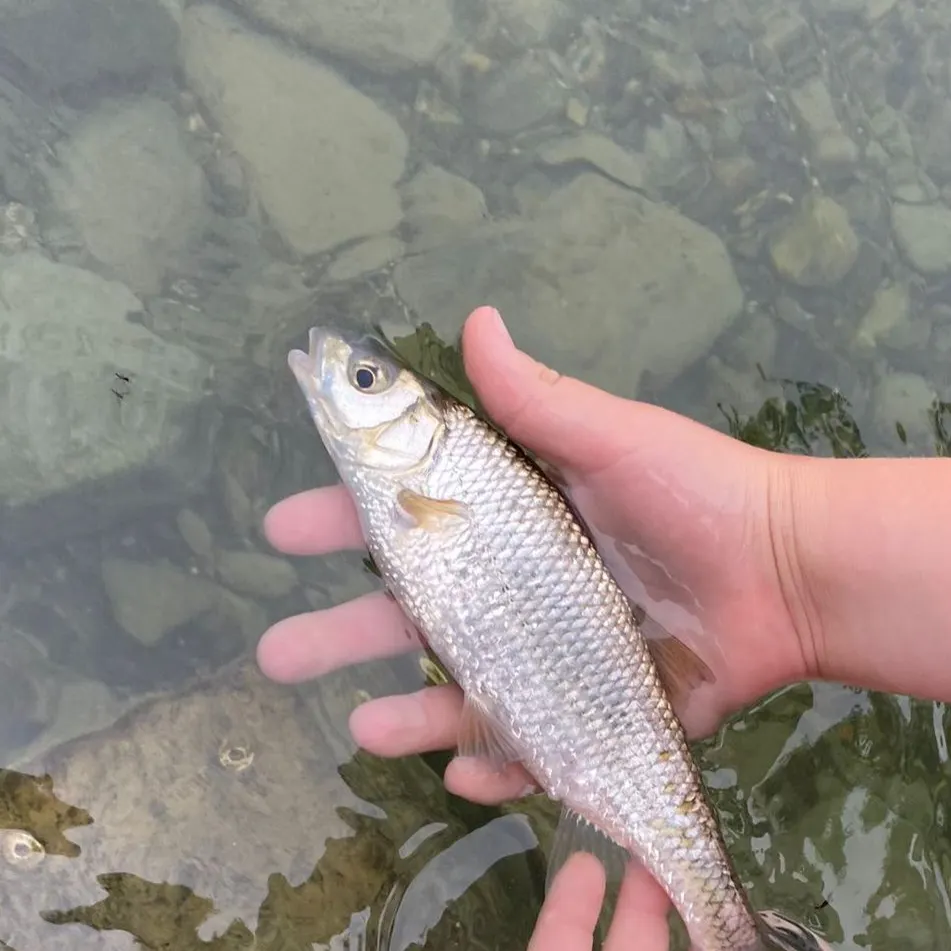 The most popular recent Common dace catch on Fishbrain