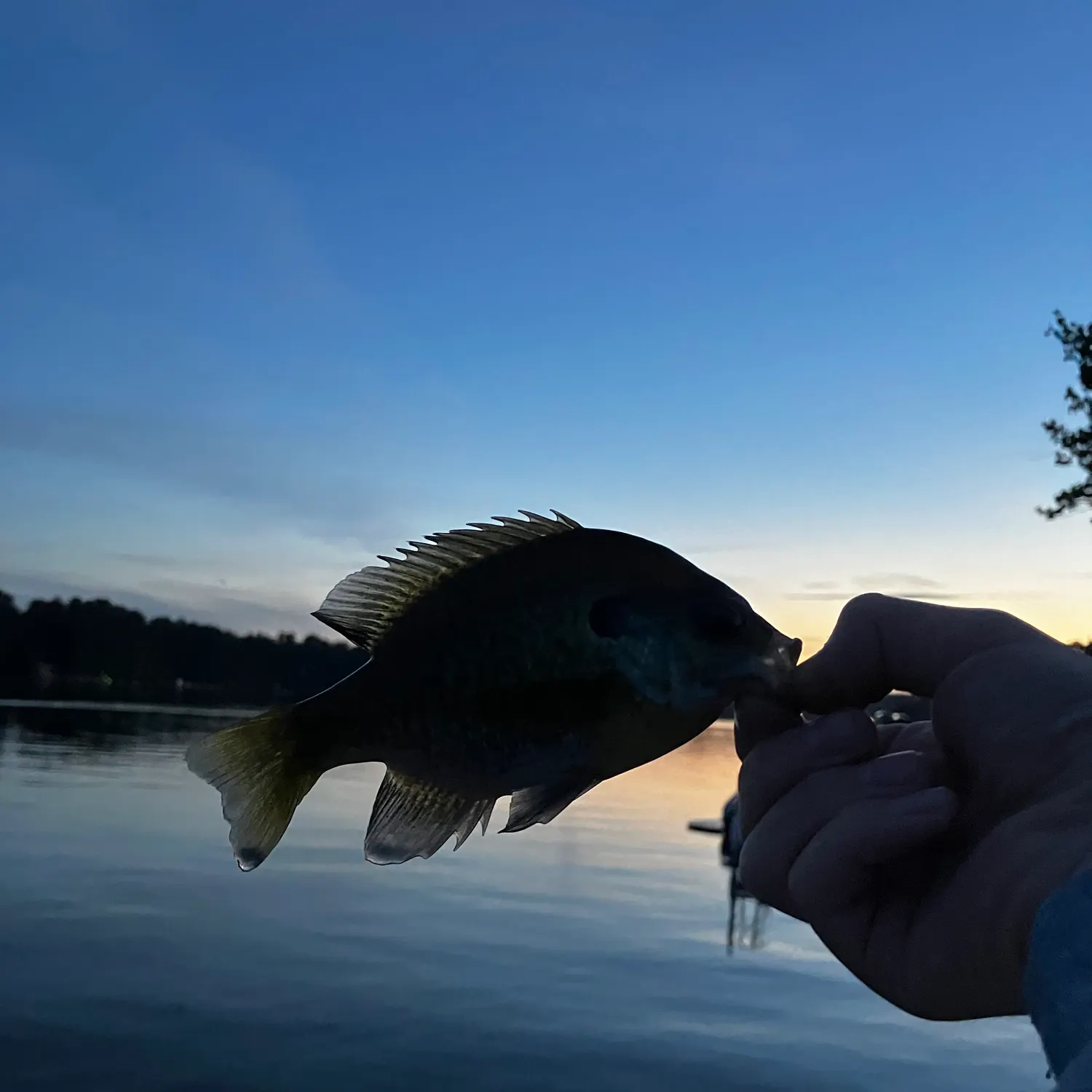 Bluegill caught on Fishbrain