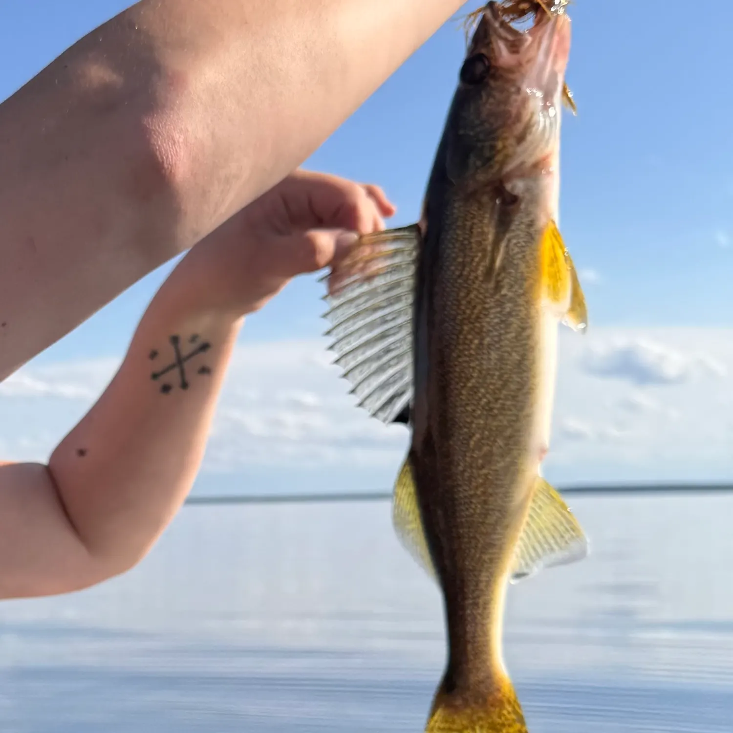 Walleye caught on Fishbrain