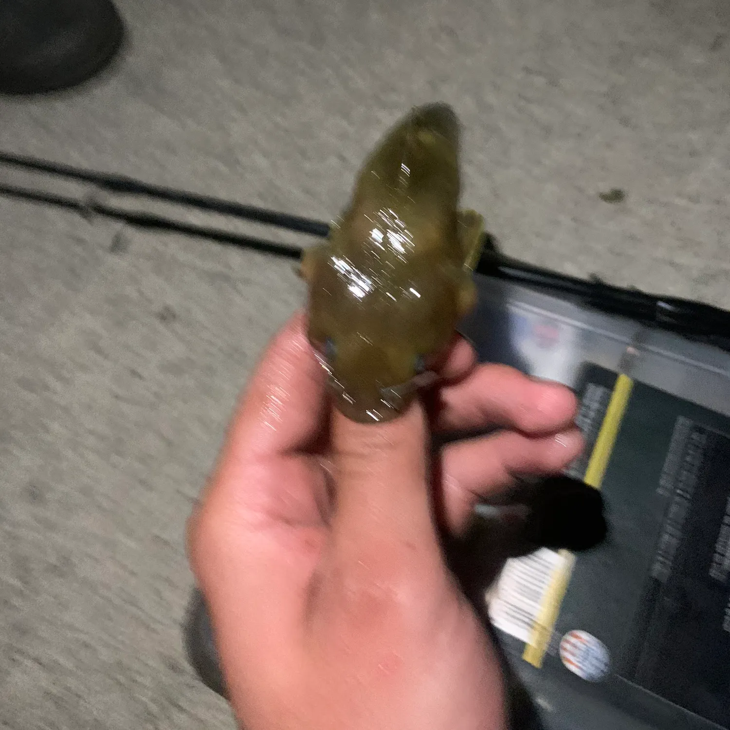 The most recent Stonecat catches on Fishbrain