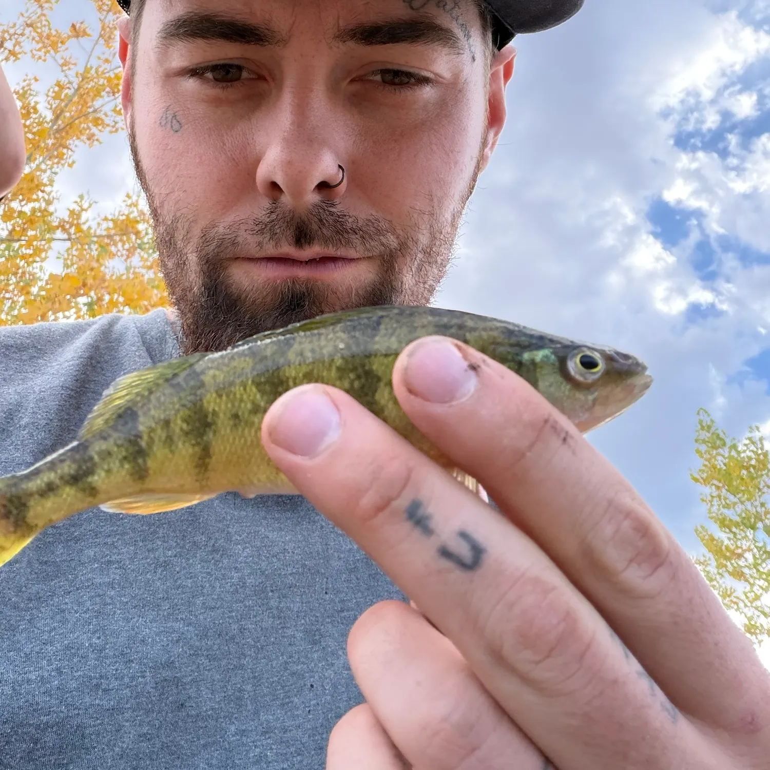 Yellow perch caught on Fishbrain