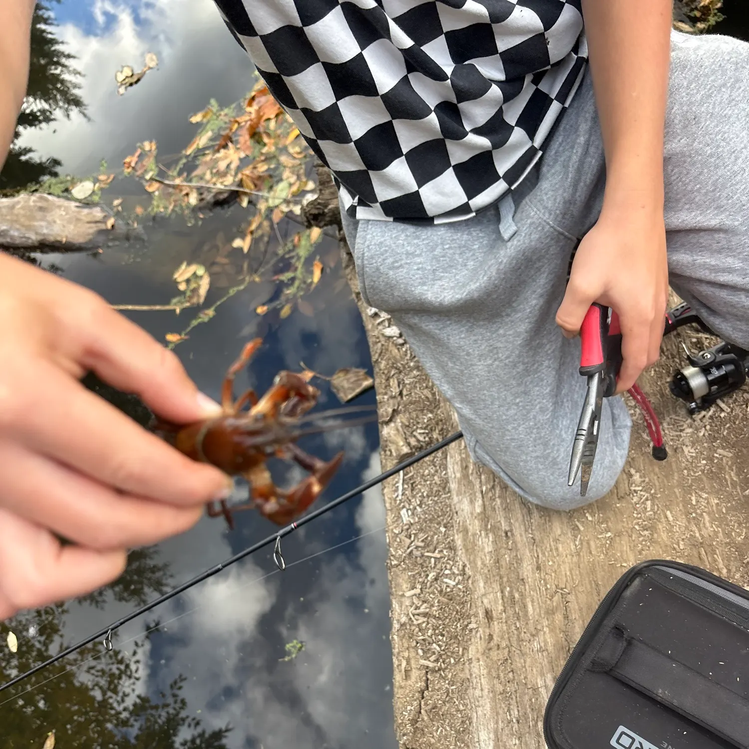 The most recent Signal crayfish catches on Fishbrain