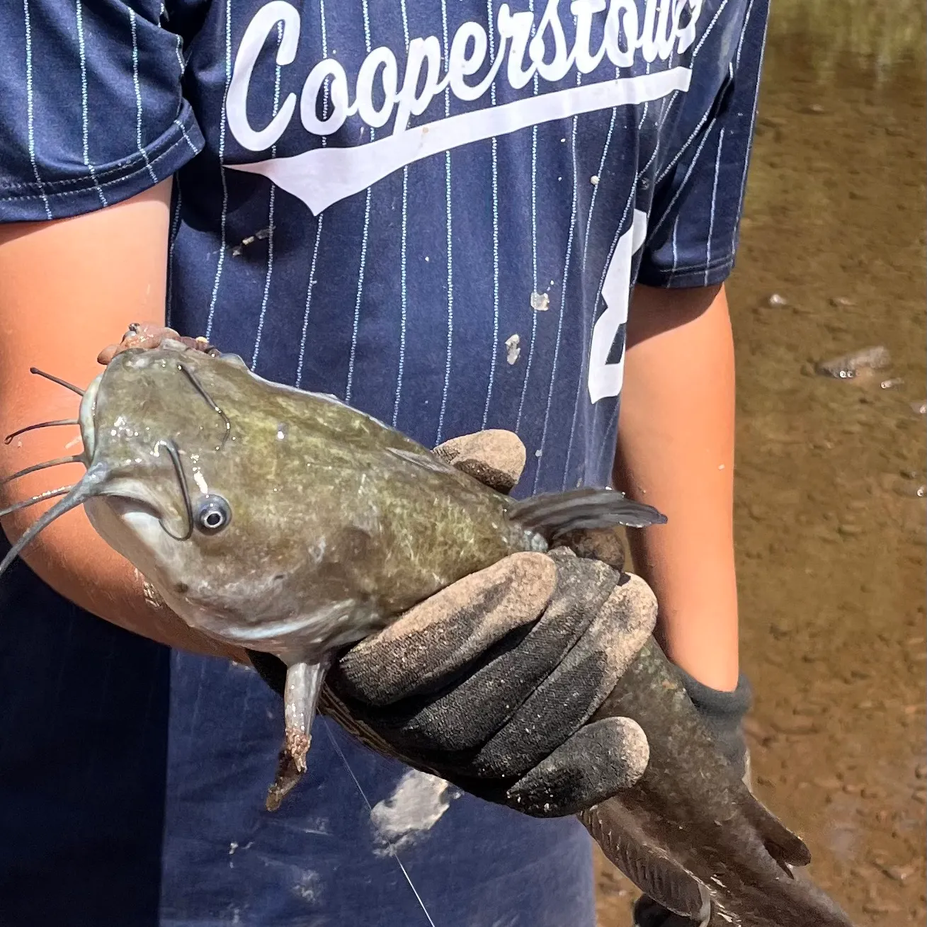 Channel catfish caught on Fishbrain