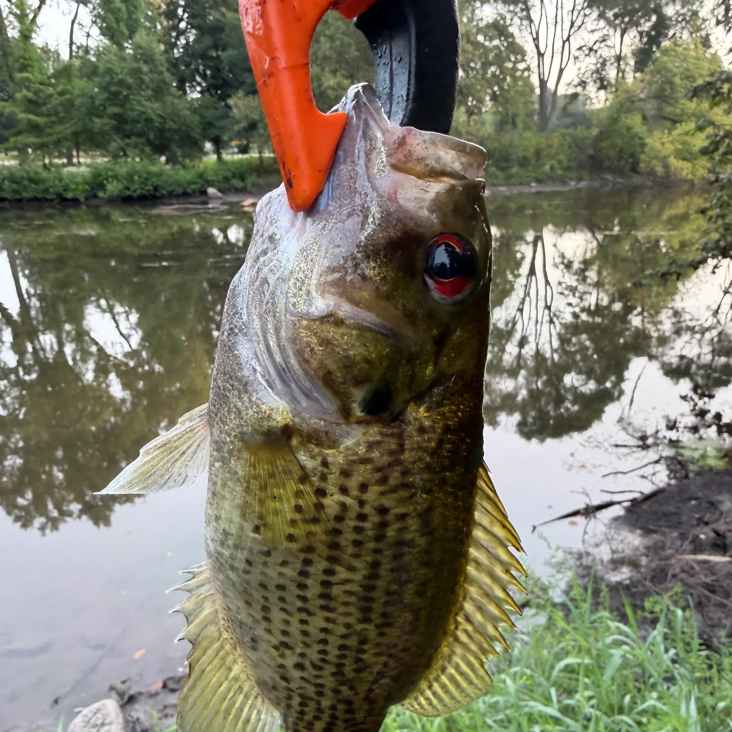 Rock bass caught on Fishbrain