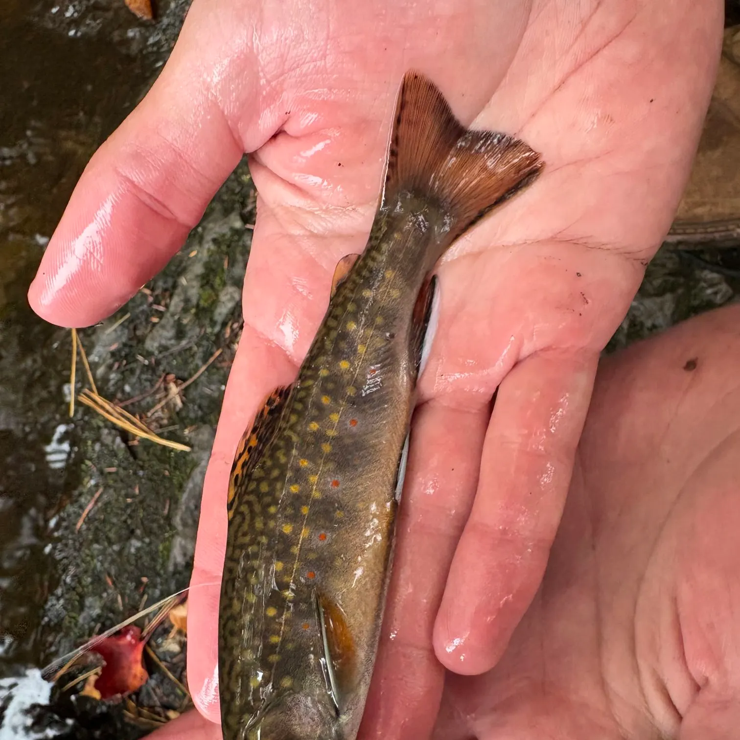Brook trout caught on Fishbrain