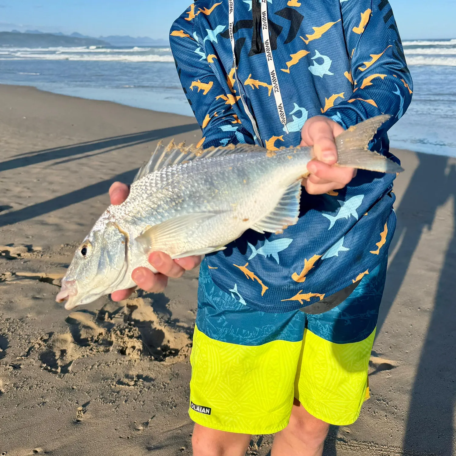 The most recent White steenbras catches on Fishbrain