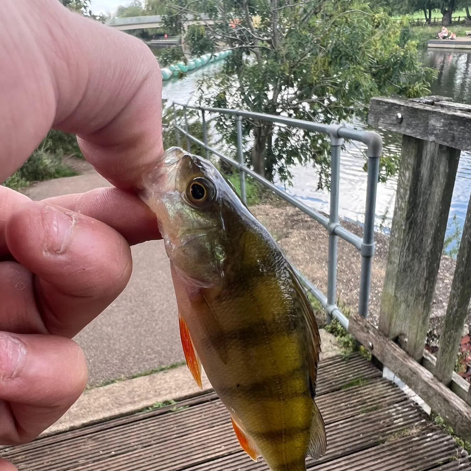 angler catch