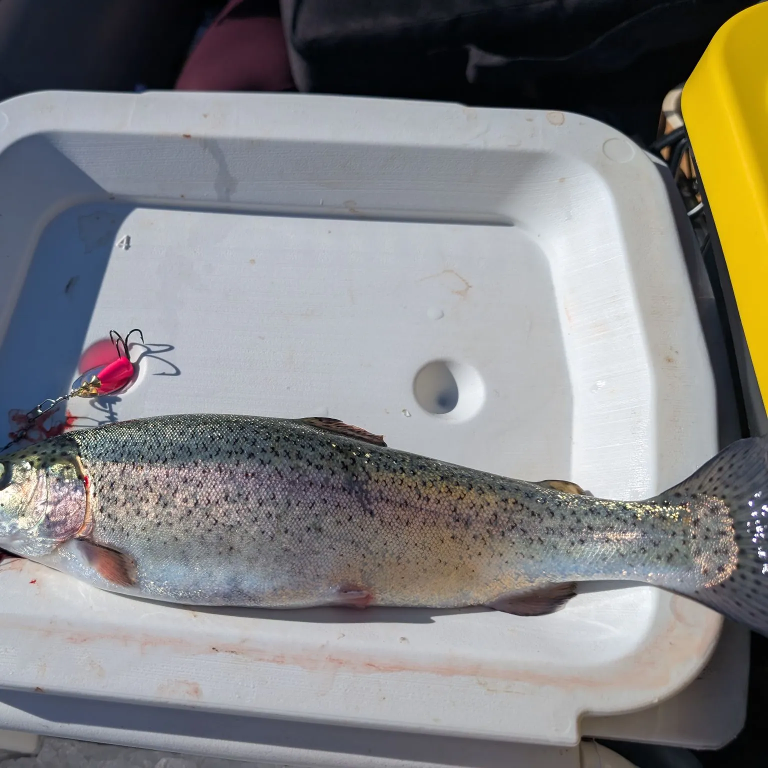 Rainbow trout caught on Fishbrain