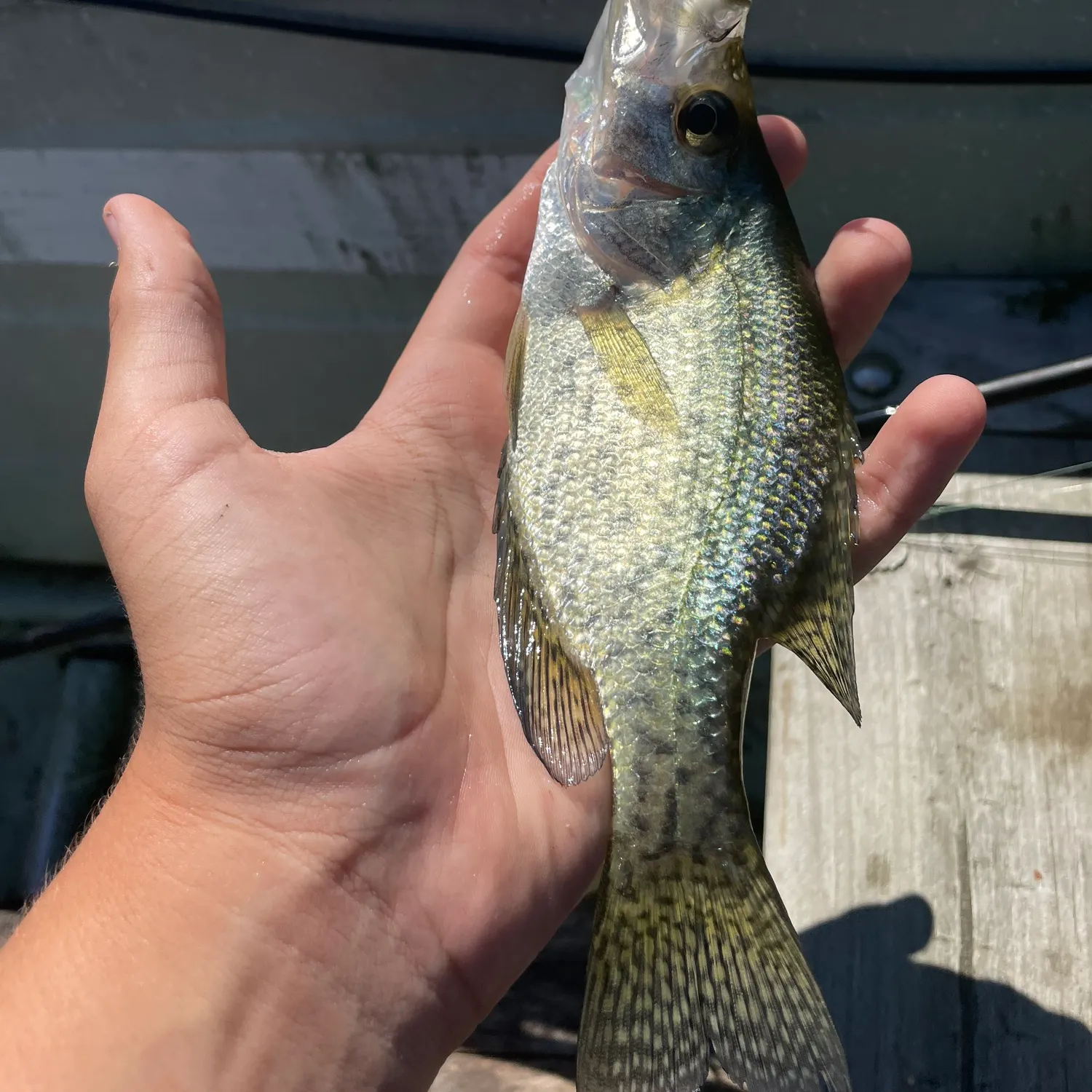 Black crappie caught on Fishbrain