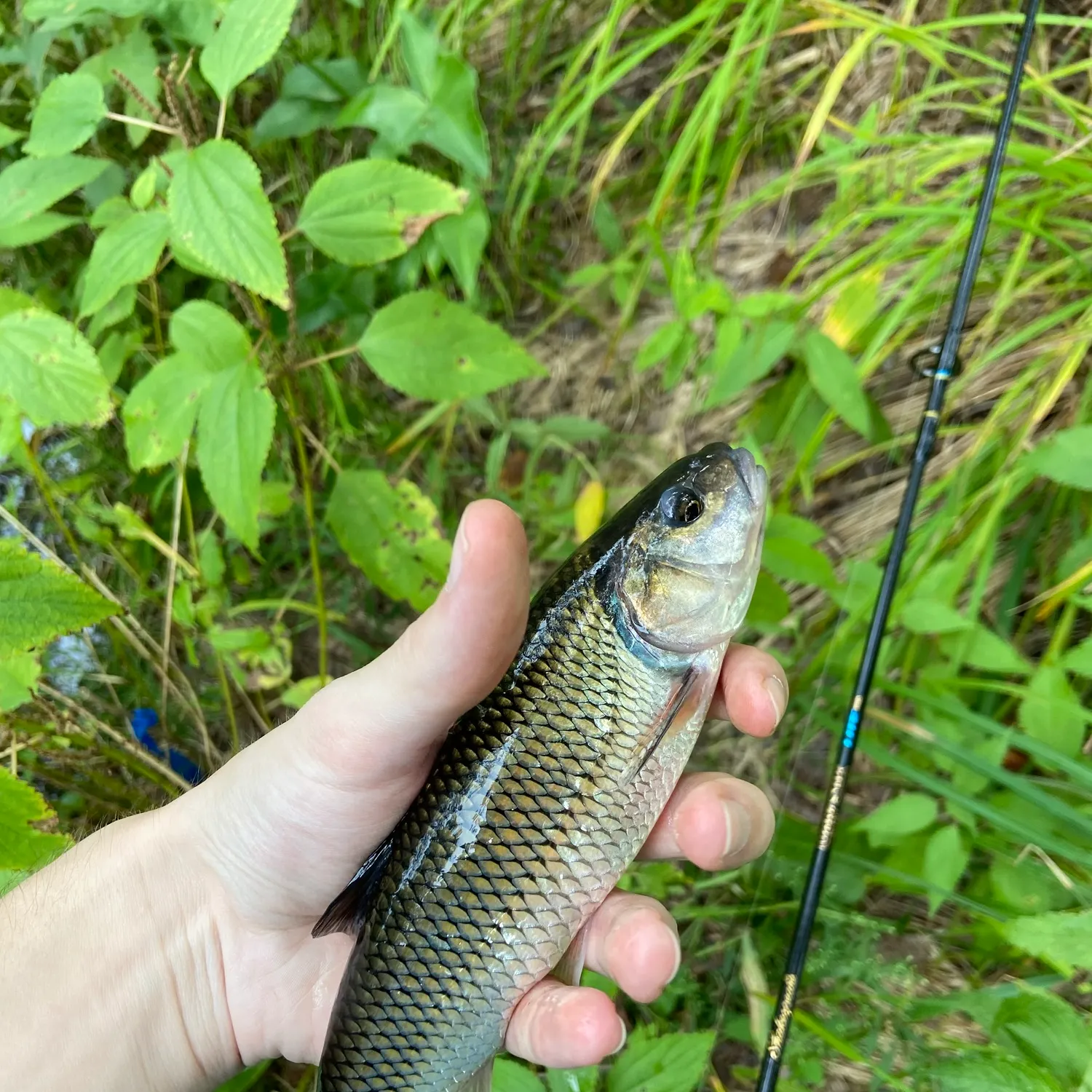 Fallfish caught on Fishbrain