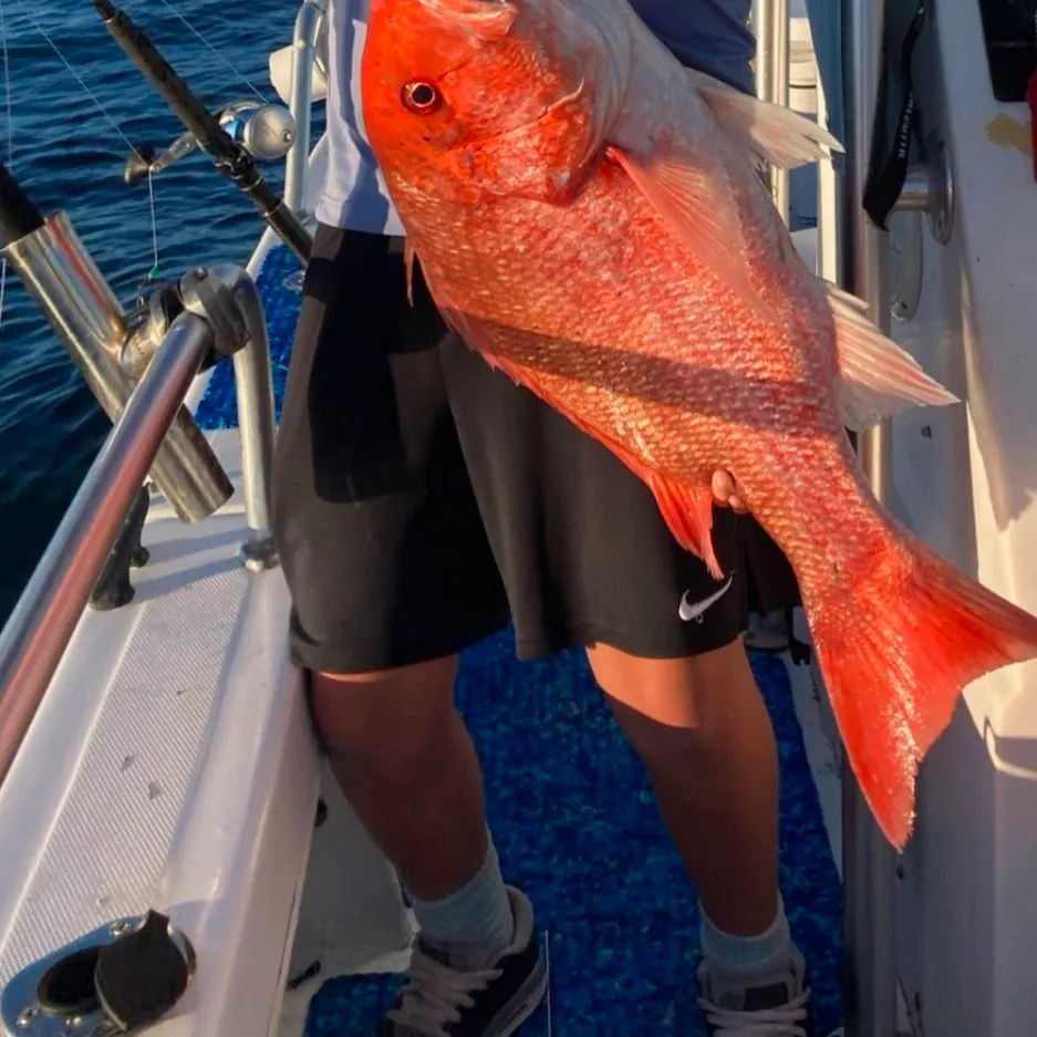 Northern red snapper caught on Fishbrain