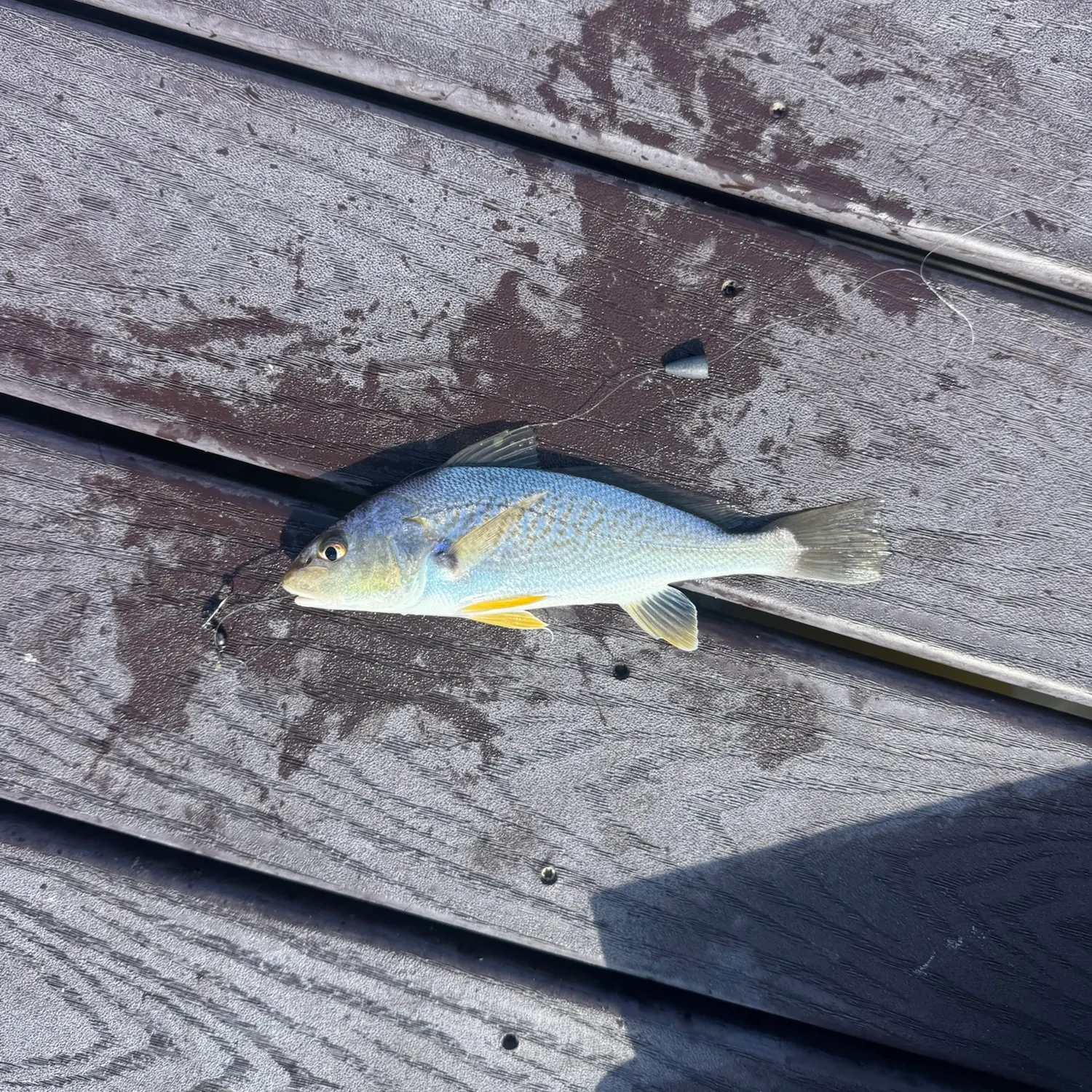 Atlantic croaker caught on Fishbrain