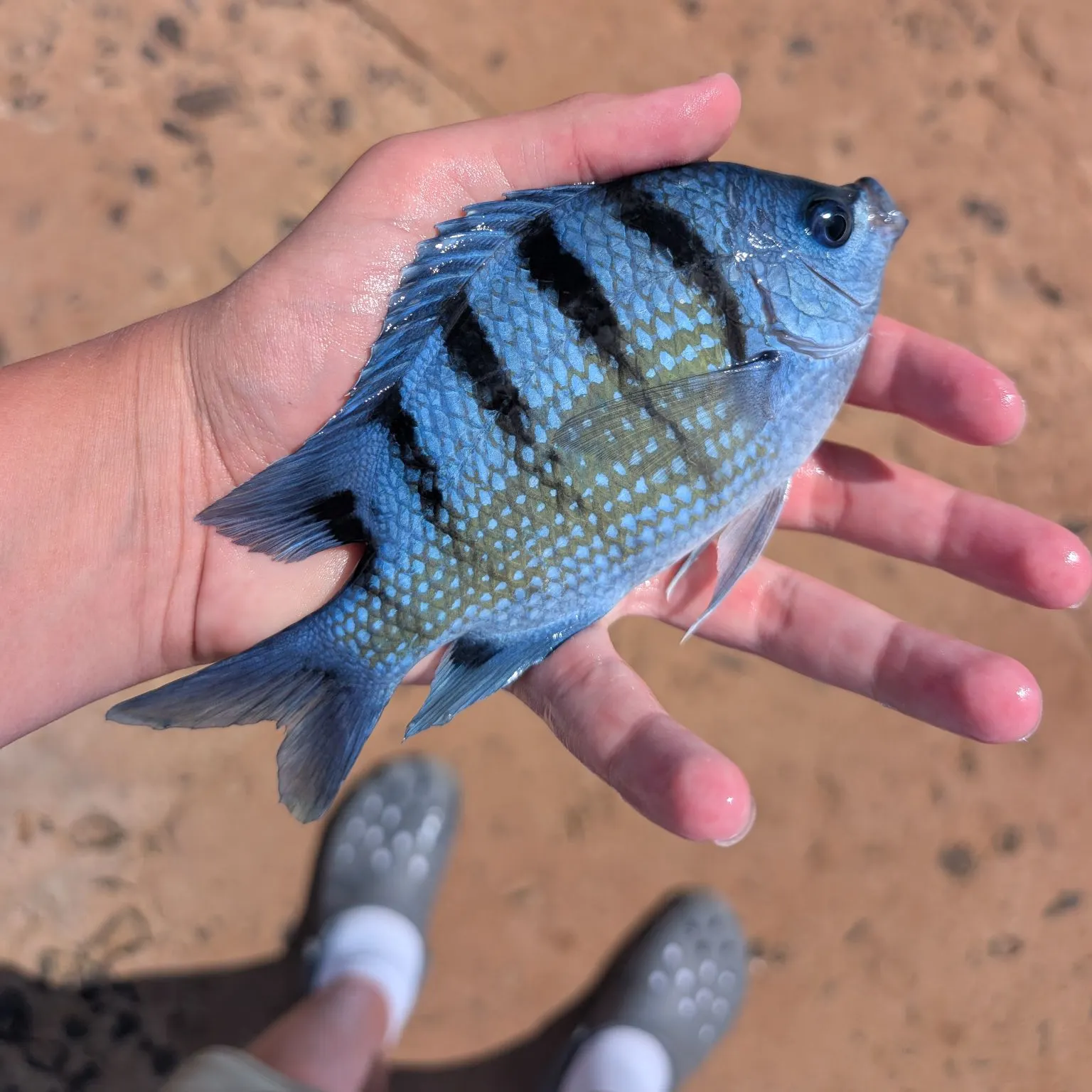 The most recent Hawaiian sergeant major catches on Fishbrain