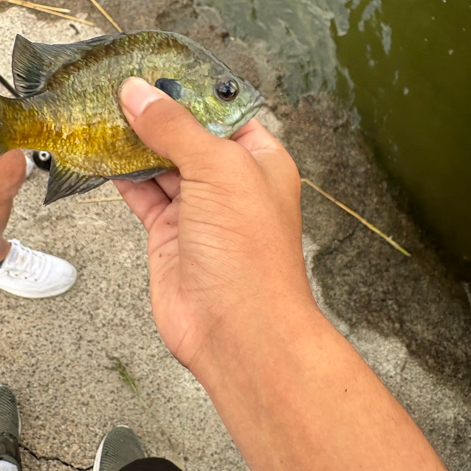 Bluegill caught on Fishbrain