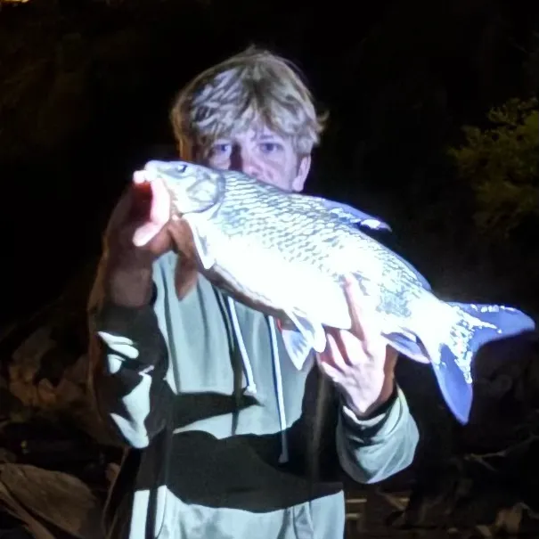 The most recent Quillback catches on Fishbrain