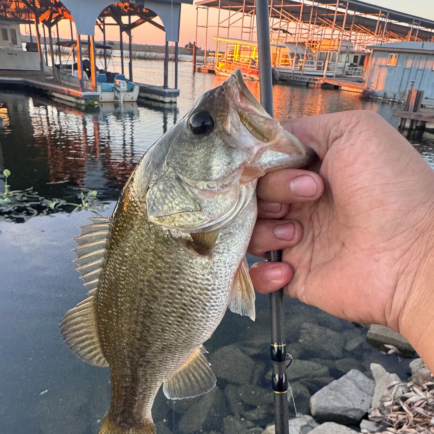 Largemouth bass caught on Fishbrain