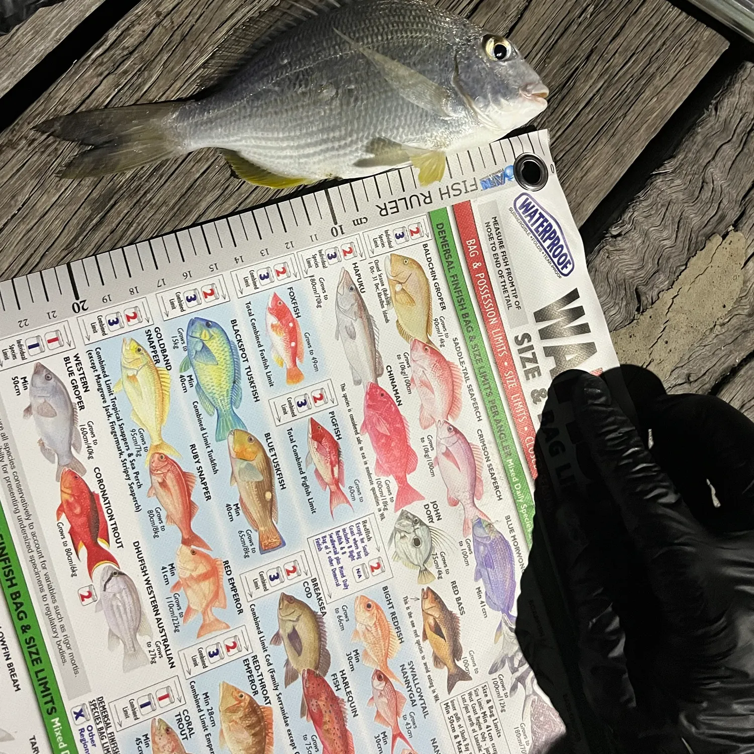 Southern black bream caught on Fishbrain