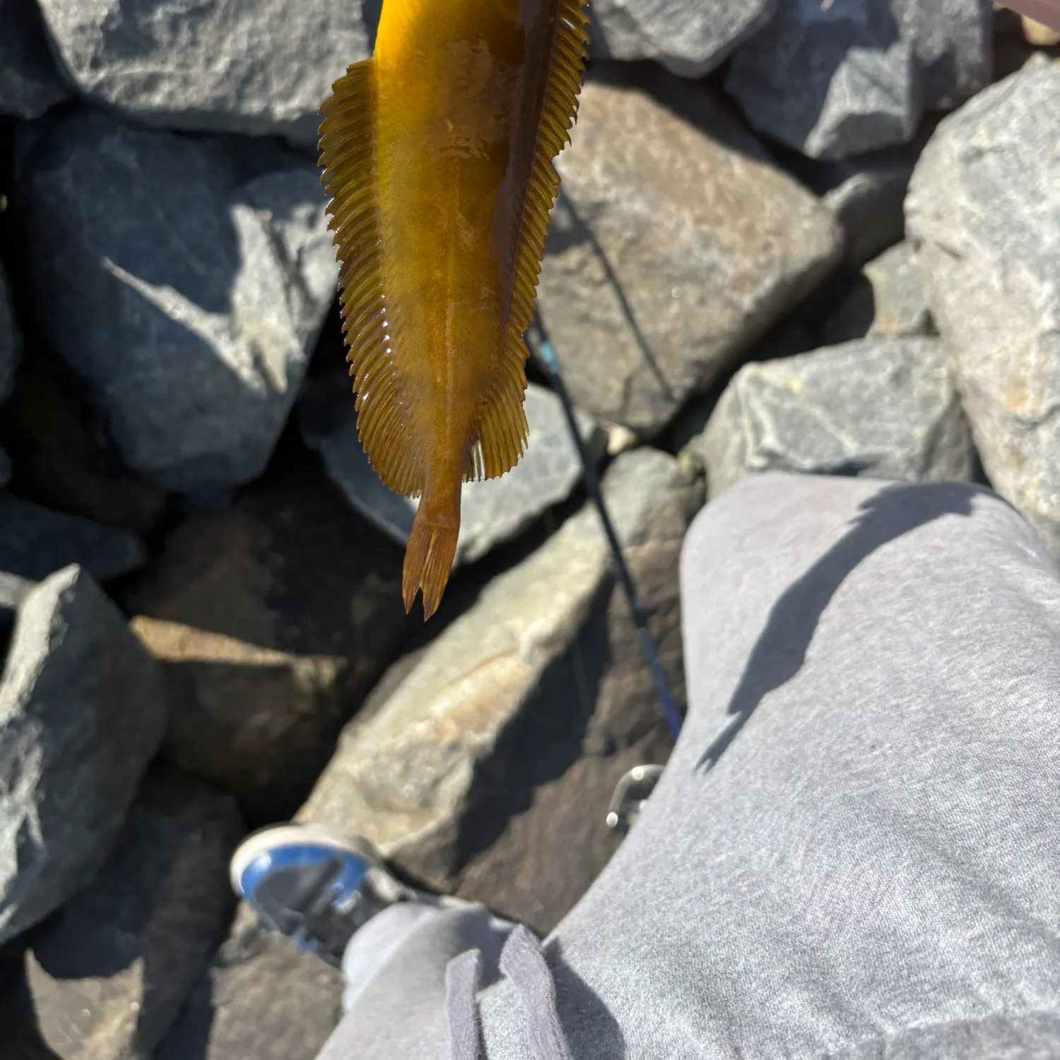 The most recent Giant kelpfish catches on Fishbrain
