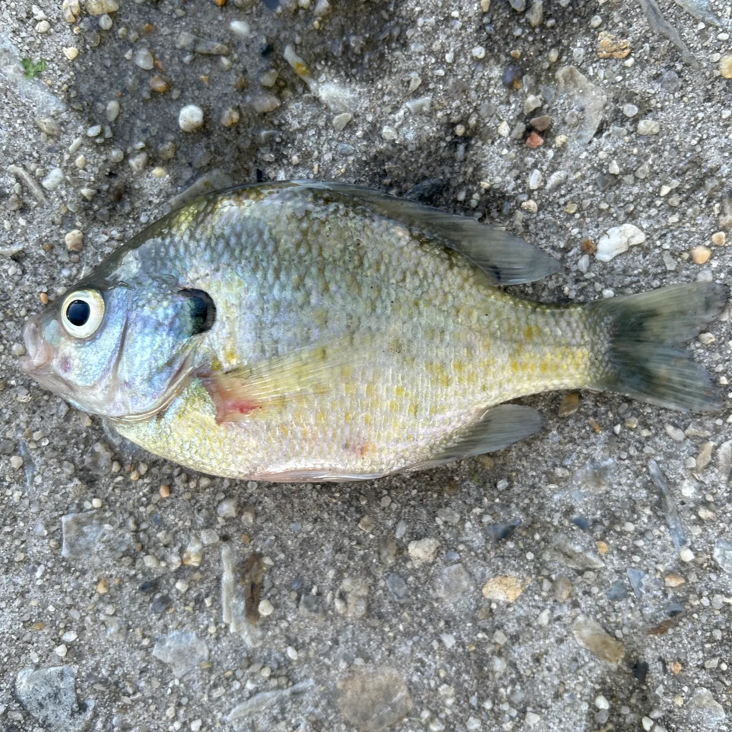 Bluegill caught on Fishbrain